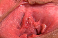 Pussy My Gape Coupon s1